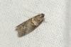 Acrobasis consociella
